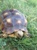 ImageUploadedByTortoise Forum1404416910.718311.jpg