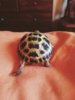 ImageUploadedByTortoise Forum1404425936.461065.jpg