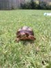 ImageUploadedByTortoise Forum1404696146.504356.jpg