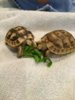 ImageUploadedByTortoise Forum1405050052.466079.jpg