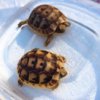 ImageUploadedByTortoise Forum1405116545.708375.jpg