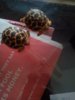 baby Indian Star Tortoises.jpg