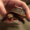 ImageUploadedByTortoise Forum1405563908.414928.jpg