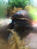 ImageUploadedByTortoise Forum1405563971.251588.jpg