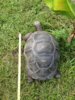 ImageUploadedByTortoise Forum1405723068.177194.jpg