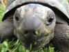 ImageUploadedByTortoise Forum1405723095.527065.jpg