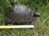 ImageUploadedByTortoise Forum1405724279.443850.jpg