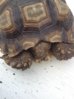 ImageUploadedByTortoise Forum1405724924.327058.jpg