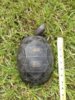 ImageUploadedByTortoise Forum1405724946.867587.jpg