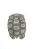 ImageUploadedByTortoise Forum1405724950.709252.jpg