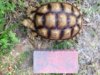 ImageUploadedByTortoise Forum1405783760.901306.jpg