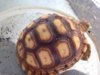 ImageUploadedByTortoise Forum1405783792.601012.jpg