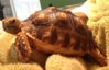 ImageUploadedByTortoise Forum1405867609.667179.jpg