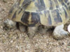 ImageUploadedByTortoise Forum1406015142.982572.jpg