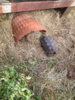 ImageUploadedByTortoise Forum1406076435.550083.jpg