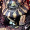 ImageUploadedByTortoise Forum1406085177.013769.jpg