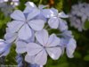 plumbago a.jpg