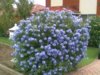 plumbago b.JPG