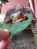 ImageUploadedByTortoise Forum1406250826.046392.jpg