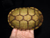 ImageUploadedByTortoise Forum1406309906.347211.jpg