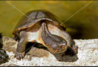 ImageUploadedByTortoise Forum1406309941.328935.jpg