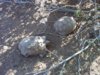 Texas Tortoise 07-27-14 a.jpg