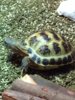 ImageUploadedByTortoise Forum1406546863.571886.jpg