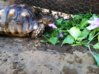 ImageUploadedByTortoise Forum1406918991.116246.jpg