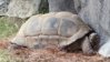 Aldabra napping and smiling with rock for pillow LA Zoo.jpg