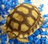 Sulcata on the Rocks at Southland pet store yes those are aquarium rocks FAIL.jpg