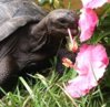 ImageUploadedByTortoise Forum1407033221.362529.jpg