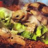 ImageUploadedByTortoise Forum1407082484.647531.jpg