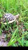 ImageUploadedByTortoise Forum1407084006.774222.jpg