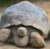 galapagos-tortoise-3 2.jpg