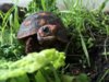 ImageUploadedByTortoise Forum1407201201.796860.jpg