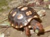 ImageUploadedByTortoise Forum1407238042.392789.jpg