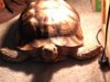 ImageUploadedByTortoise Forum1407280223.028255.jpg