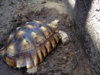 ImageUploadedByTortoise Forum1407280275.175409.jpg