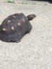 ImageUploadedByTortoise Forum1407429855.422685.jpg