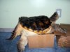 box turtle.jpg