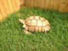 ImageUploadedByTortoise Forum1407629598.358079.jpg