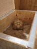 ImageUploadedByTortoise Forum1407718673.561242.jpg