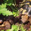 ImageUploadedByTortoise Forum1407720093.784773.jpg