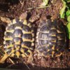 ImageUploadedByTortoise Forum1407720129.953939.jpg