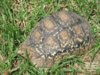 ImageUploadedByTortoise Forum1407729619.581966.jpg