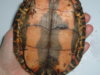 Turtle 028.JPG