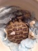 ImageUploadedByTortoise Forum1407961436.905330.jpg