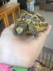 ImageUploadedByTortoise Forum1408300278.303583.jpg