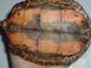 Turtle 029.JPG