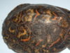 Turtle 014.JPG
